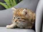 Reus of RomanovCats - Siberian Cat For Sale - Ashburn&comma; VA&comma; US