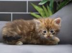 Rapunzel - Siberian Cat For Sale - Ashburn&comma; VA&comma; US