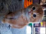 Peach orange scottish fold red ticked - Scottish Fold Cat For Sale - CA&comma; US