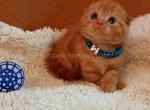 Phoenix red flame orange scottish fold baby boy - Scottish Fold Kitten For Sale - Los Angeles&comma; CA&comma; US