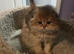 Peanut long hair - Scottish Fold Cat For Sale - Naperville&comma; IL&comma; US