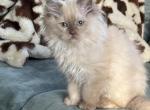 Chocolate mink female - Ragdoll Cat For Sale - Butler&comma; PA&comma; US