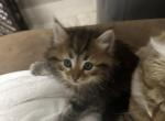 Romeo - Siberian Cat For Sale - Lynnfield&comma; MA&comma; US