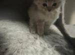 chowder - Siamese Cat For Sale - Lynnfield&comma; MA&comma; US