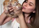 HTX tiny kittens short legs munchkin golden - Munchkin Cat For Sale - TX&comma; US