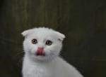 Snowball - Scottish Fold Cat For Sale - North Richland Hills&comma; TX&comma; US