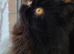 Vanessa - Exotic Cat For Sale/Retired Breeding - Lemont&comma; IL&comma; US