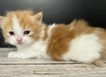 Chive - Minuet Cat For Sale - Neosho&comma; MO&comma; US