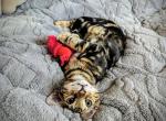 Sir Hershey Caramel Swirl - Bengal Cat For Sale - Bronx&comma; NY&comma; US