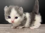 Basil - Munchkin Cat For Sale - Neosho&comma; MO&comma; US