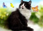 Licorice - Munchkin Cat For Sale - Neosho&comma; MO&comma; US
