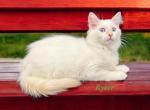 Ryker - Munchkin Cat For Sale - Neosho&comma; MO&comma; US