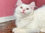 Josie - Munchkin Cat For Sale - Neosho&comma; MO&comma; US