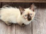 Cora - Munchkin Cat For Sale - Neosho&comma; MO&comma; US
