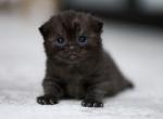 Princess looking for forever castle - Scottish Fold Cat For Sale - FL&comma; US