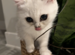 Missy - Scottish Fold Cat For Sale - Richmond&comma; TX&comma; US