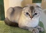 CHANEL RETIRED BREEDING CAT 3 YEAR OLD - Scottish Fold Cat For Sale/Retired Breeding - Austin&comma; TX&comma; US