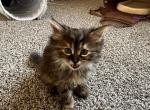 Siberian Mix - Siberian Cat For Sale - Silver Spring&comma; MD&comma; US