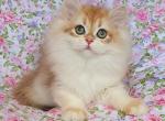 Coco Chane - British Shorthair Cat For Sale - Hollywood&comma; FL&comma; US