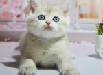 Makar - British Shorthair Cat For Sale - Norwalk&comma; CT&comma; US