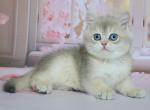 Monika - British Shorthair Cat For Sale - Pembroke Pines&comma; FL&comma; US