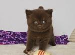 Garmin - British Shorthair Cat For Sale - Pembroke Pines&comma; FL&comma; US