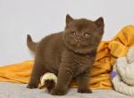 Gera - British Shorthair Cat For Sale - Pembroke Pines&comma; FL&comma; US