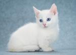 Alchemist - Munchkin Cat For Sale - Pembroke Pines&comma; FL&comma; US