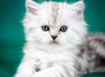 Armando - Scottish Straight Cat For Sale - Miami&comma; FL&comma; US