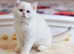 Barbi - Scottish Straight Cat For Sale - Miami&comma; FL&comma; US