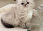 Golden marble point LH boy - Scottish Straight Cat For Sale - Sun City Center&comma; FL&comma; US