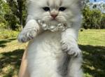Golden point chinchilla LH girl - Scottish Straight Cat For Sale - Sun City Center&comma; FL&comma; US