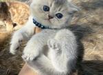 Blue Golden chinchilla SH boy - Scottish Straight Cat For Sale - Sun City Center&comma; FL&comma; US