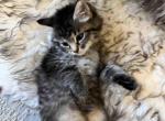 American bobtail - American Bobtail Cat For Sale - Agawam&comma; MA&comma; US