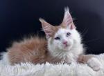 Odissey - Maine Coon Cat For Sale - Miami&comma; FL&comma; US