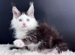 Parker - Maine Coon Cat For Sale - Miami&comma; FL&comma; US