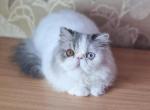 Marquis - Persian Cat For Sale - Pembroke Pines&comma; FL&comma; US