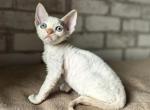 Sapfir - Devon Rex Cat For Sale - Norwalk&comma; CT&comma; US