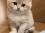 Kitties for Rezervation - British Shorthair Cat For Sale - Fairfax&comma; VA&comma; US