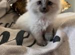Cotton - Siberian Cat For Sale - Harrisburg&comma; PA&comma; US