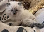 Blossom - Siberian Cat For Sale - Harrisburg&comma; PA&comma; US