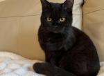 Shadow - British Shorthair Cat For Sale - Philadelphia&comma; PA&comma; US