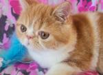 Helene - Exotic Cat For Sale - Saint Petersburg&comma; FL&comma; US