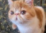 Milton - Exotic Cat For Sale - Saint Petersburg&comma; FL&comma; US