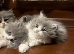 Bicolor Male 2 - Persian Cat For Sale - Dearborn&comma; MI&comma; US