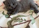 Daisy - Scottish Straight Cat For Sale - Federal Way&comma; WA&comma; US