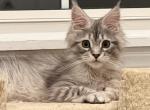 Macho - Maine Coon Cat For Sale - Grayslake&comma; IL&comma; US