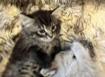 Longhair kitten - American Bobtail Cat For Sale - Agawam&comma; MA&comma; US