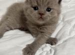 Charlie - Scottish Straight Cat For Sale - Federal Way&comma; WA&comma; US