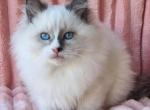 Irvin - Siberian Cat For Sale - Brighton&comma; CO&comma; US